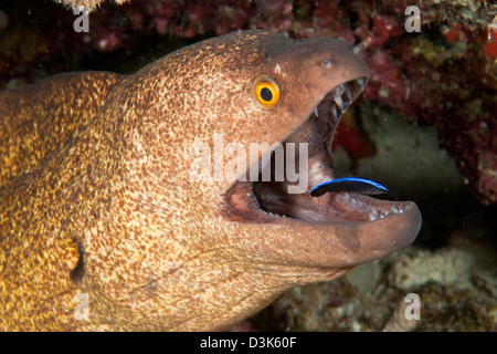 Giant moray eel and cleaner wrasse, Ari and Male Atoll, Maldives Stock Photo