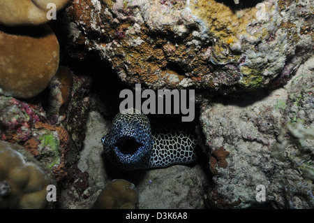 Leopard moray eel with mouth open in a hole, Christmas Island, Australia. Stock Photo