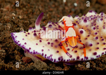 Mexichromis multitubeculata sea slug nudibranch with orange emperor shrimp, Bali, Indonesia.