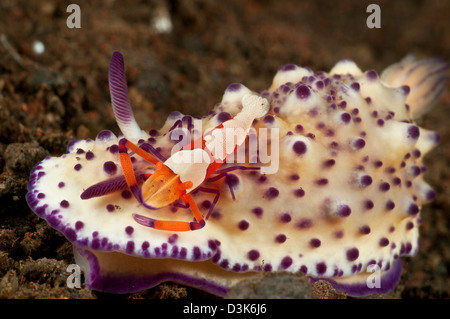 Mexichromis multitubeculata sea slug nudibranch with orange emperor shrimp, Bali, Indonesia.