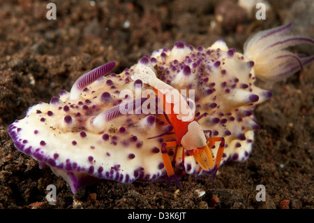 Mexichromis multitubeculata sea slug nudibranch with orange emperor shrimp, Bali, Indonesia.