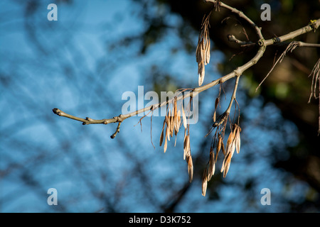 Seed Cases from a healthy ash tree in winter Stock Photo