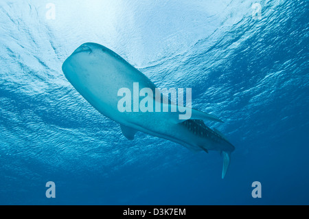 Whale shark passing overhead near the surface, Ari and Male Atoll, Maldives. Stock Photo