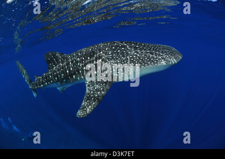 Whale shark reflected on surface with scuba diver in the distance, Christmas Island, Australia. Stock Photo