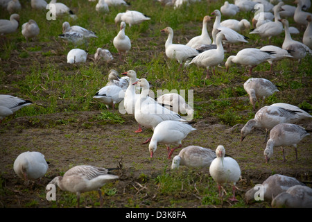 WA08141-00...WASHINGTON - A flock of snow geese in a farm field on Fir Island in the Skagit River Delta. Stock Photo