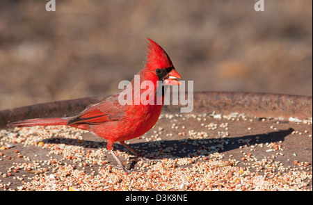 Bright red Northern Cardinal male eating seeds at a feeding station in winter Stock Photo