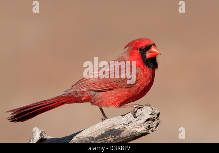 Handsome bright red Northern Cardinal male perched on a limb, against muted winter background Stock Photo
