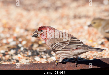 Male House Finch eating seeds at a feeding station in winter Stock Photo
