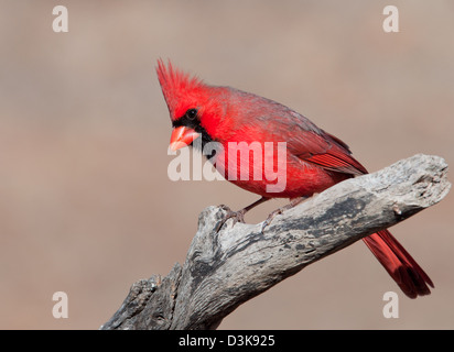 Beautiful Northern Cardinal male perched on a tree limb in winter sun Stock Photo