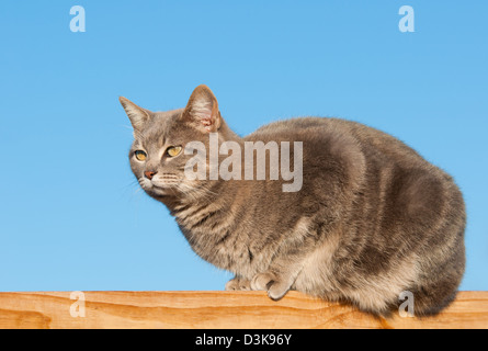 Blue tabby cat on wooden railing against clear blue sky Stock Photo