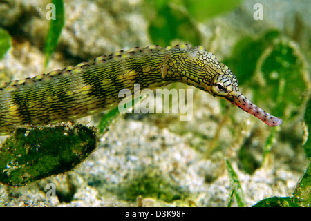 Green scribbled pipefish (Corythoichthys intestinalis) with pink snout, North Sulawesi, Indonesia. Stock Photo