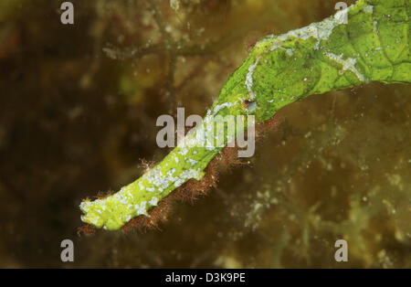 Head detail of a green halimeda ghost pipefish, Lembeh Strait, North Sulawesi, Indonesia.