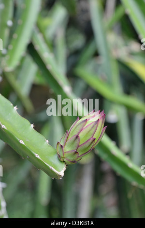 Early stage of the Dragon fruit or pitahaya or  Hylocereus undatus Stock Photo