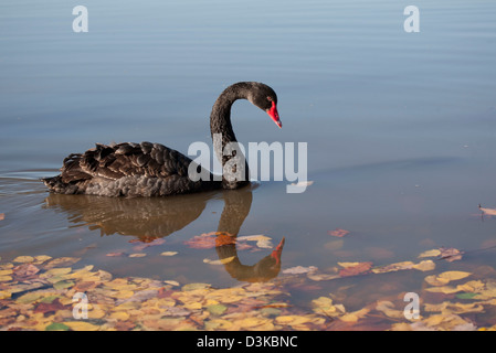 Pair of Black Swans on Lake Burley Griffin Canberra Australia Stock Photo