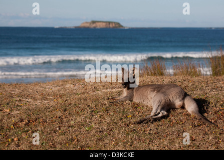 Eastern Grey Kangaroo relaxing on a surf beach Pebbly Beach Murramarang National Park South Coast New South Wales Australia Stock Photo