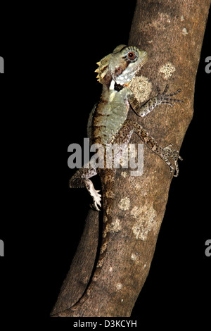 Boyd's forest dragon, hypsilurus boydii with black background suitable for cut-out Stock Photo