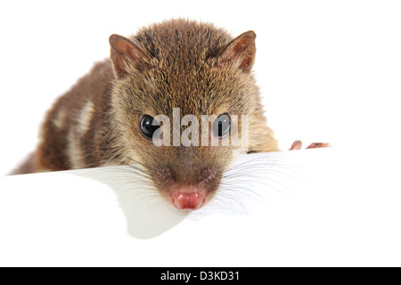 Spot tailed quoll spotted tail tiger quoll tiger cat dasyurus maculatus photographed in a studio with a white background Stock Photo