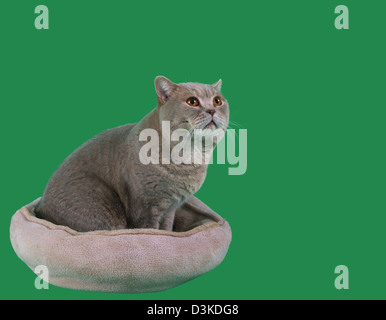 Adorable British Short Hair Cat in the Catnap Isolated on Green Background Stock Photo