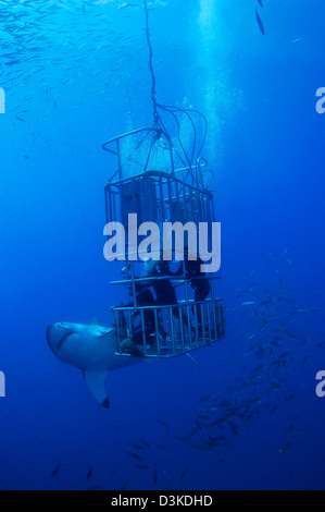 Female Great White Shark and divers, Guadalupe Island, Mexico. Stock Photo