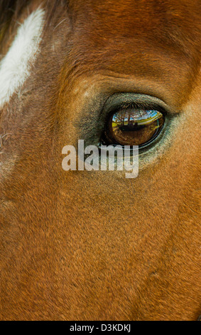 Horse staring. Stock Photo