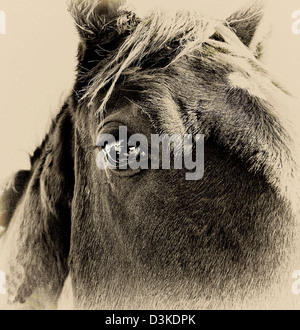 ' Dreamy Horses close up ' Stock Photo