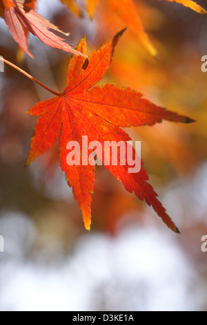 Red maple leaf Stock Photo