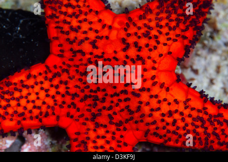 Red Starfish in Raja Ampat, Indonesia. Stock Photo