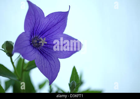 Chinese bellflower Stock Photo