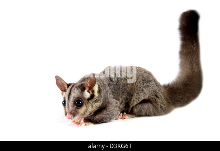 Sugar glider, petaurus breviceps Australian marsupial photographed in a studio with a white background ready for cut-out Stock Photo