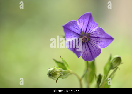 Chinese bellflower Stock Photo