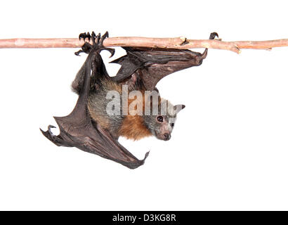 grey-headed flying fox photographed in a studio suitable for cut-out Stock Photo