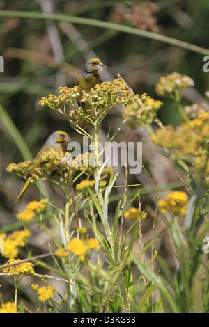 Cape Canaries (Serinus canicollis) pollinating a plant at Intaka Island Bird Sanctuary near Cape Town. Stock Photo