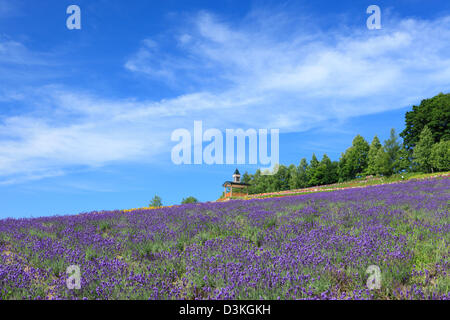 Lavender field and blue sky with clouds Stock Photo