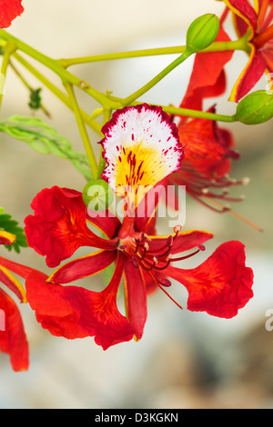 Delonix regia. Royal Poinciana. Peacock Flower. Flame of the forest tree flower in India Stock Photo