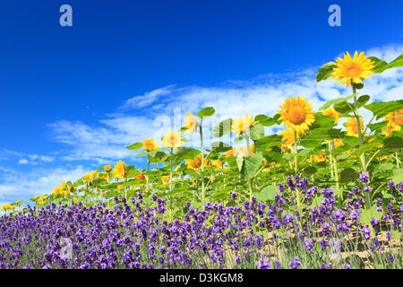Sunflowers lavender and blue sky with clouds Stock Photo