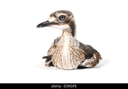 Bush Stone-curlew, burhinus grallarius photographed in a studio suitable for cut-out Stock Photo