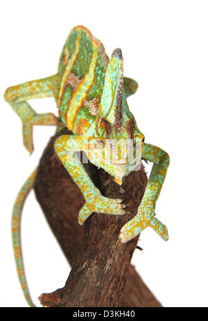 veiled chameleon, Chamaeleo calyptratus photographed in a studio suitable for cut-out Stock Photo