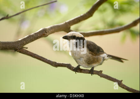 Northern White-crowned Shrike, Eurocephalus rueppelli, Taita Hills Wildlife Sanctuary, Kenya Stock Photo