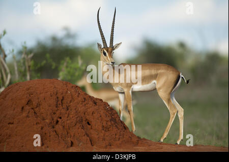 Grant's gazelle (Gazella granti), Tsavo East National Park, Kenya Stock Photo