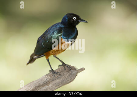 Superb Starling (Lamprotornis superbus), Tsavo East National Park, Kenya Stock Photo