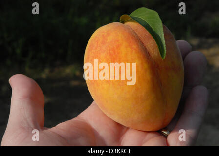 A fresh peach held in an open hand at a Georgia peach orchard in the early morning sunlight. Stock Photo