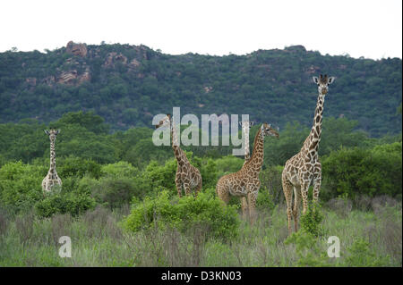 Maasai giraffes (Giraffa camelopardalis tippelskirchi), Tsavo West National Park, Kenya Stock Photo