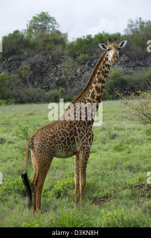 Maasai giraffe (Giraffa camelopardalis tippelskirchi), Tsavo West National Park, Kenya Stock Photo