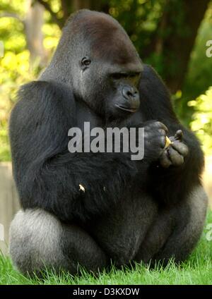 (dpa) - Gorilla male Ivo pictured in his enclosure at the ape and monkey house at the zoo in Berlin, Friday, 23 September 2005. 186 kilogramme weighing newcomer Ivo carries the hopes of the zoo on his shoulders since he is destined to bond with the gorilla ladies of the zoo to conceive gorilla offspring. Photo: Tim Brakemeier Stock Photo