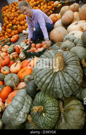 (dpa) - Farm worker Sabine Nassl assorts pumpkins of different shape and colour at the Blank family farm in Neusaess near Augburg, Germany, 04 October 2005. Roundly 120 pumpkin species from all over the world are cultivated and sold at the farm's shop. September 2005, the farm was awarded the 'Bavarian agriculture and forestry innovation award' for its successful conversion from li Stock Photo