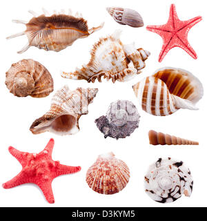 Set of 12 shells Stock Photo