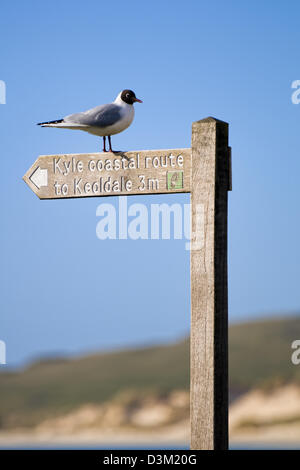 Black-headed gull at Balnakeil bay, north Scotland perched on public footpath signpost for the Kyle coastal route to Keoldale Stock Photo