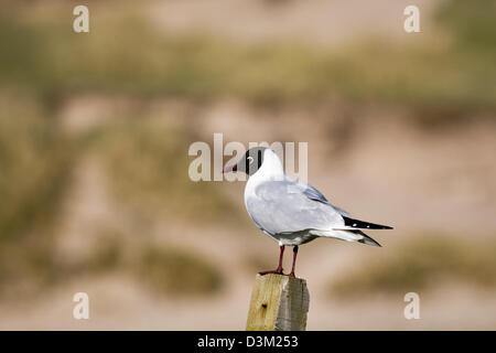 Black-headed gull perched on a wooden post on beach at Balnakeil bay, north Scotland with out of focus sand dunes in background Stock Photo
