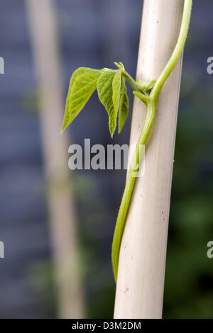 Close up of runner bean plants, variety Celebration growing up cane in garden Stock Photo