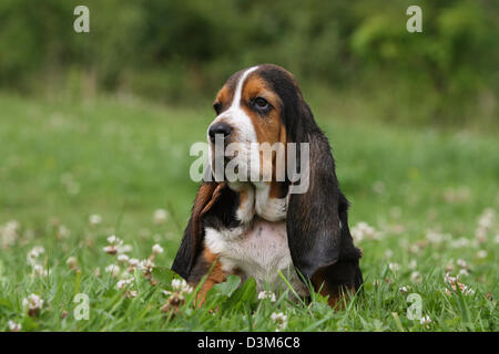 Dog Basset Hound  puppy sitting in a meadow Stock Photo